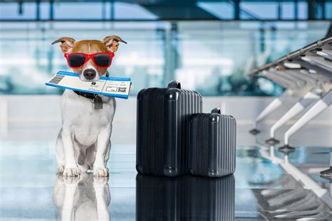 travel with your pet aphis.